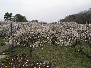 越谷梅林公園02