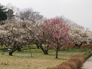 越谷梅林公園04