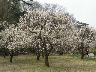 越谷梅林公園05