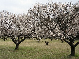 越谷梅林公園06