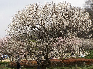 越谷梅林公園07