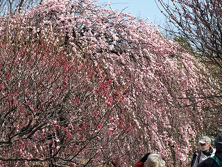 越谷梅林公園09