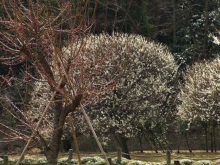 越谷梅林公園10